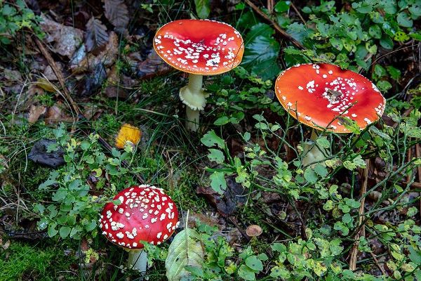 Fly agaric mushrooms in the Cesky Raj nature preserve near Turnov-Czech Republic